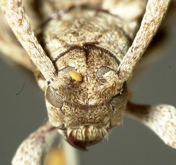 Media type: image;   Entomology 4186 Aspect: head frontal view